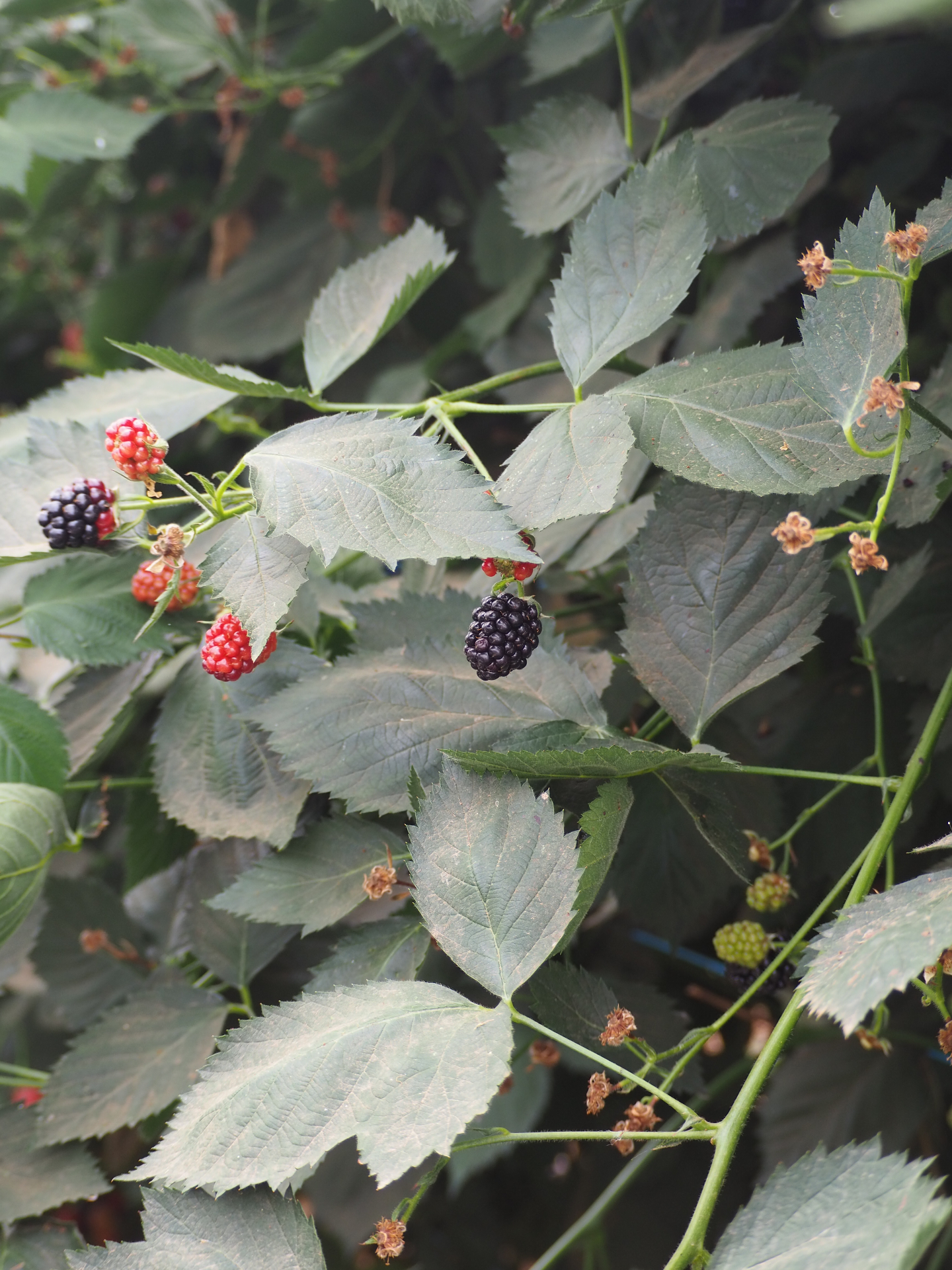 Ripening blackberries on the vine at a partner farm