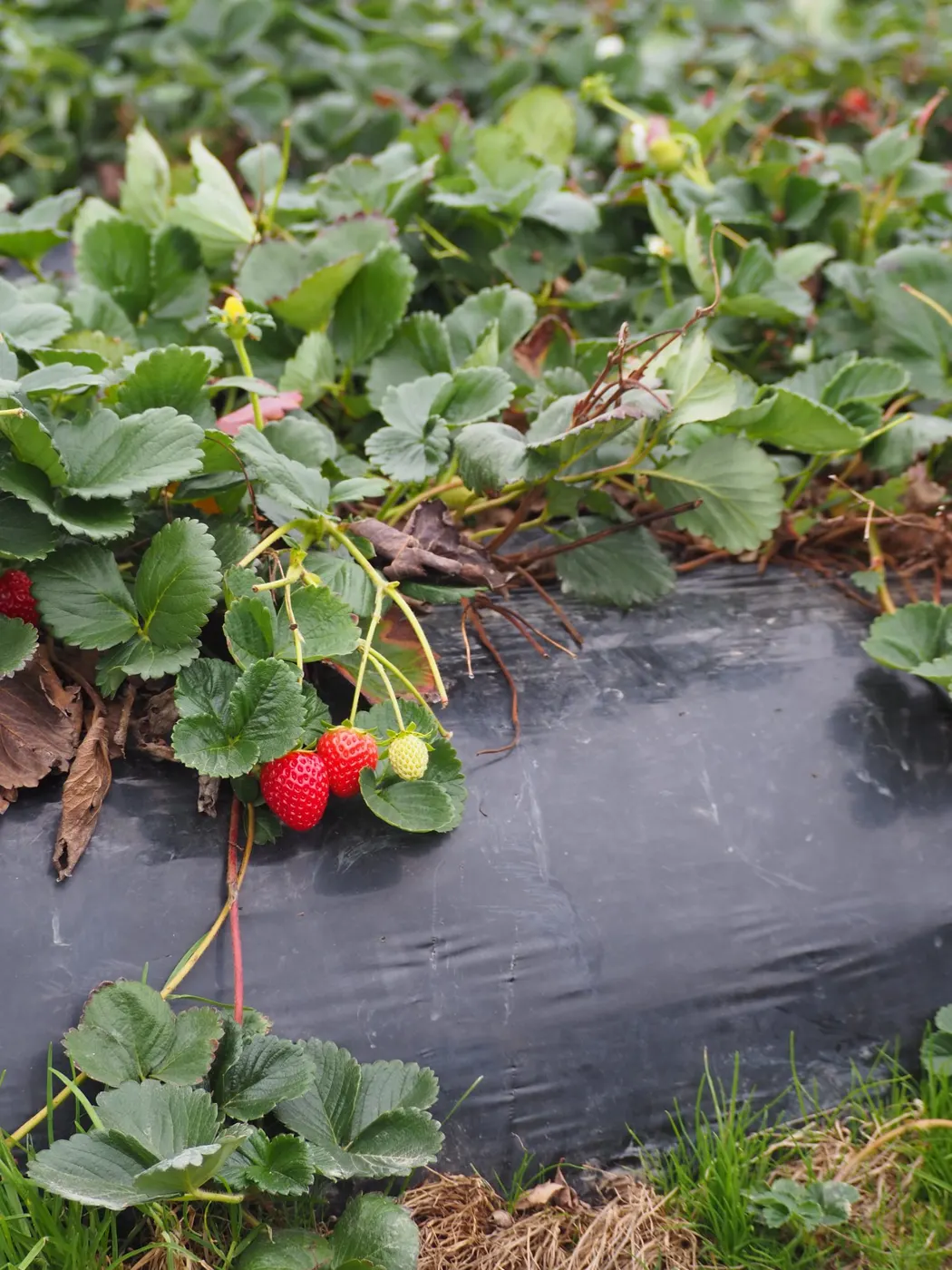 Farmers Hub branded punnets on the shelf